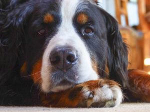 bernese-mountain-dog-close up