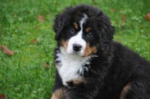 bernese-mountain-dog-cute 10