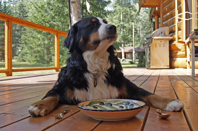 bernese-mountain-dog-food
