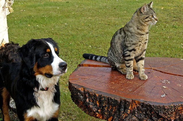 bernese-mountain-dog-friendly