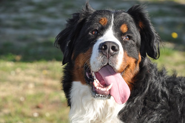 bernese mountain dog happy