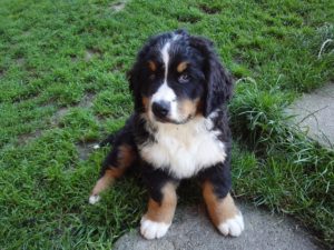 bernese-mountain-dog-looking back