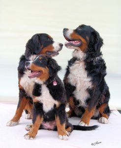 bernese-mountain-dog-pack of 3