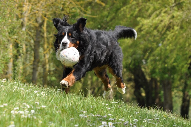 bernese mountain dog play ball