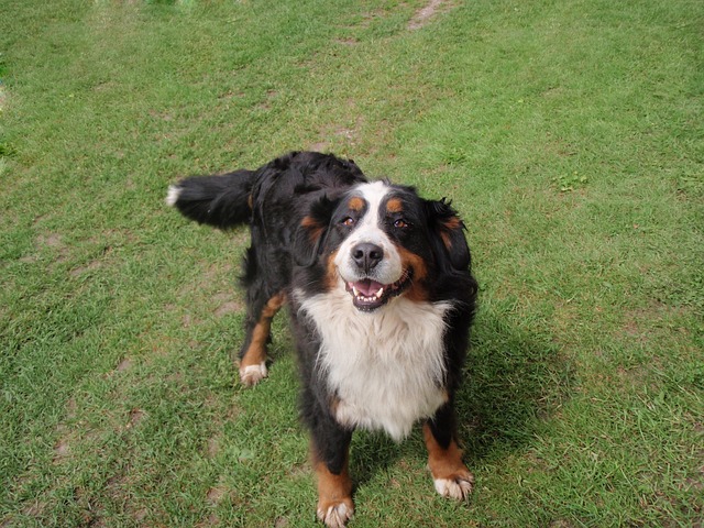 bernese mountain dog play tricks tie