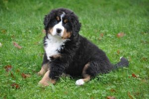 bernese-mountain-dog-puppy 13