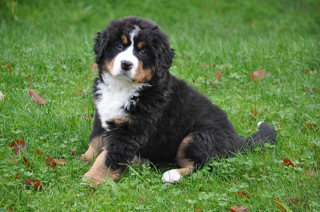 bernese-mountain-dog-puppy 13