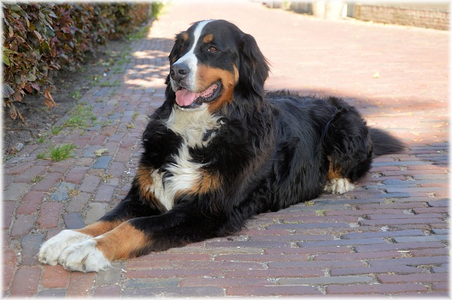 bernese-mountain-dog-rest steady grooming