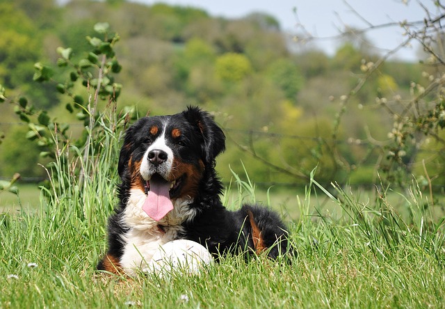 bernese mountain dog rested 11