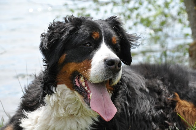 bernese mountain dog resting