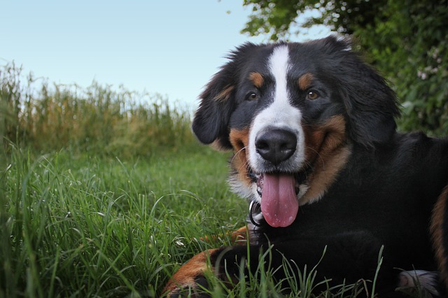 bernese-mountain-dog-smiling