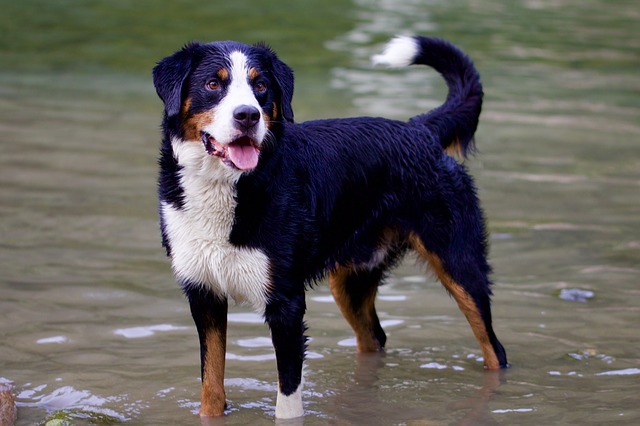 bernese mountain dog standing 12