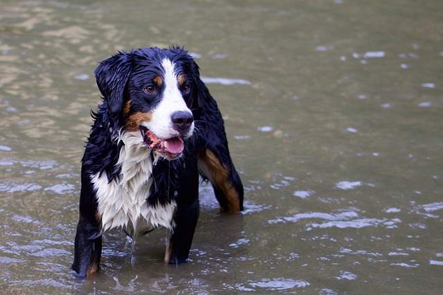 bernese mountain dog swimming