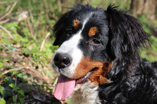 bernese mountain dog tired