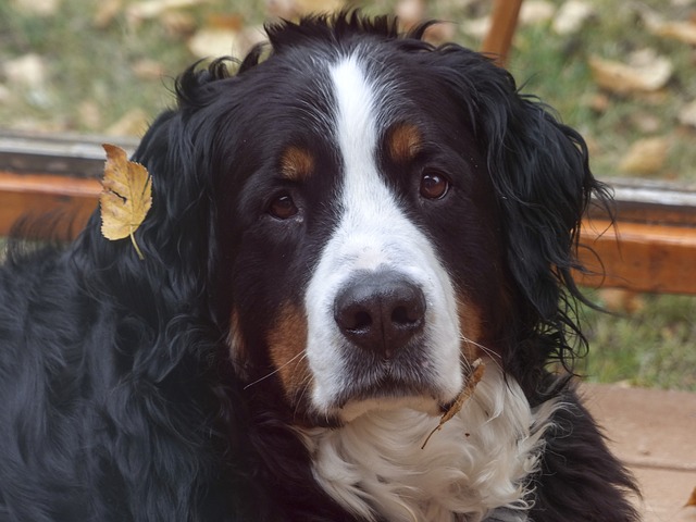 bernese-mountain-dog-waiting