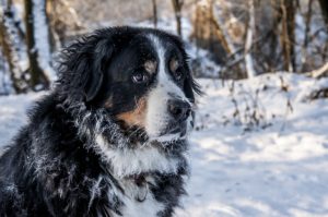 bernese-mountain-dog-winter 8