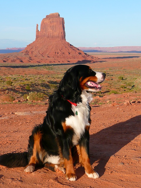 bernese-mountain-dog-with nature