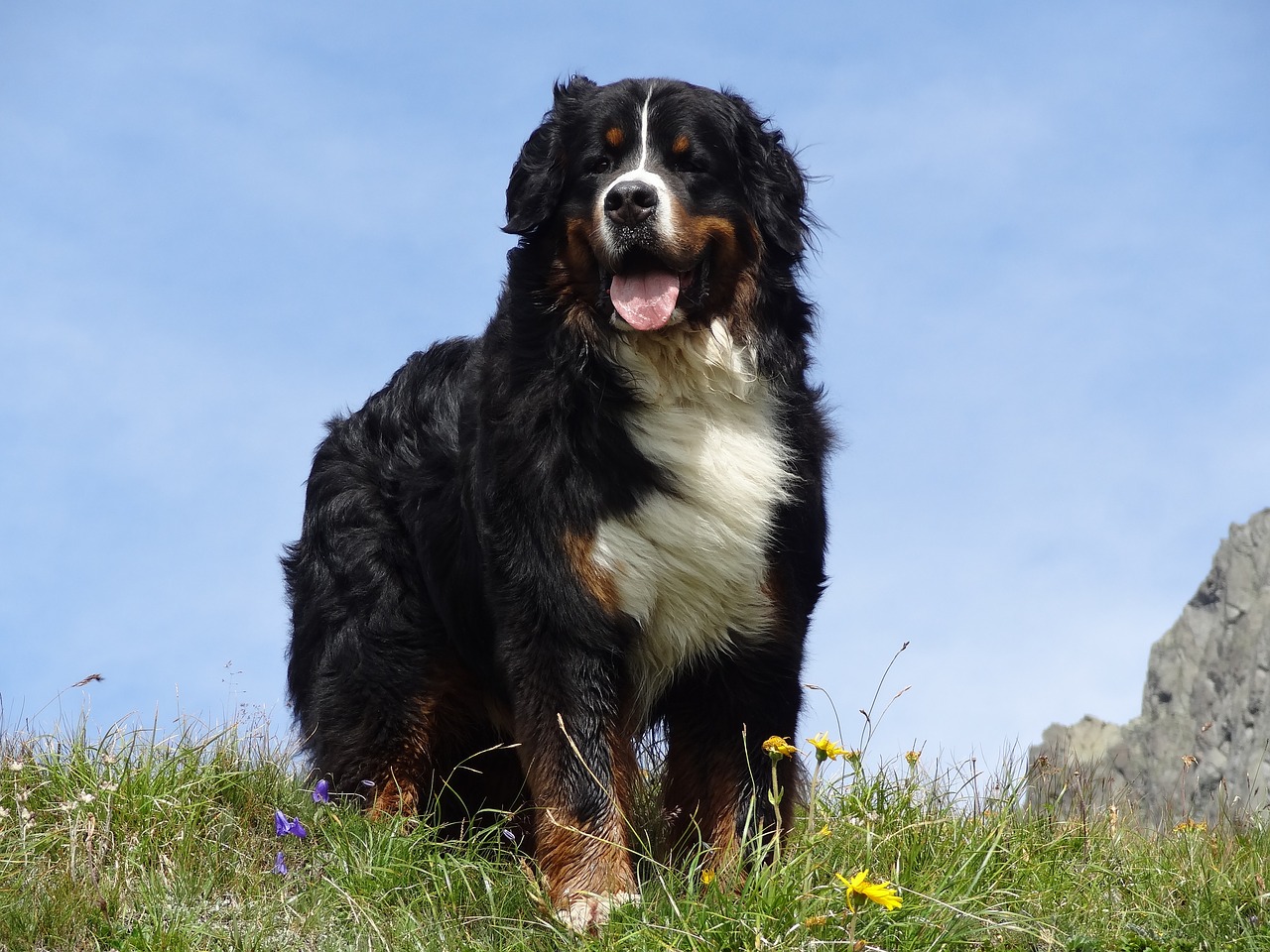 gund bernese mountain dog