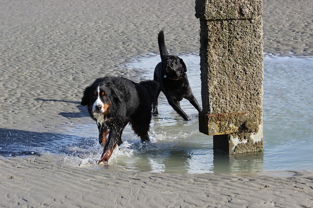 bernese mountain dogs beach