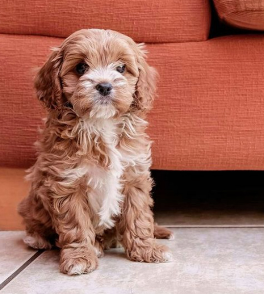 red toy cavoodle