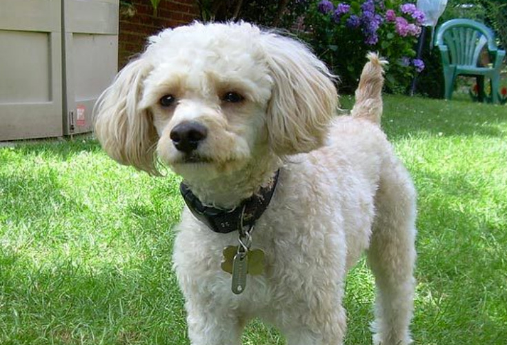 cavapoo dog