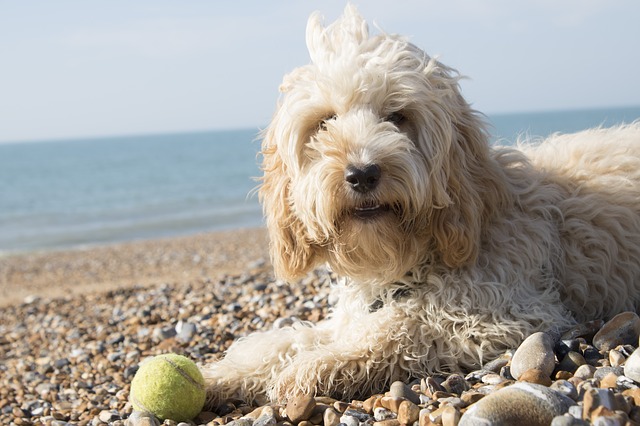 spoodle cockapoo 5