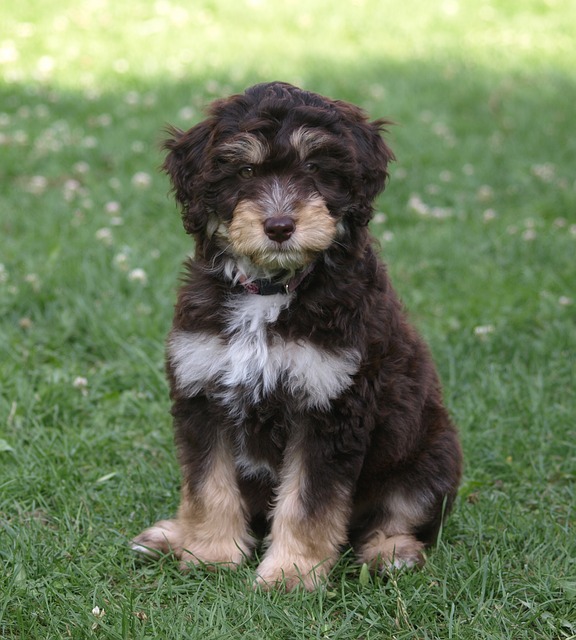 Aussiedoodle Dog Breed Temperament Diet Training Character Platpets