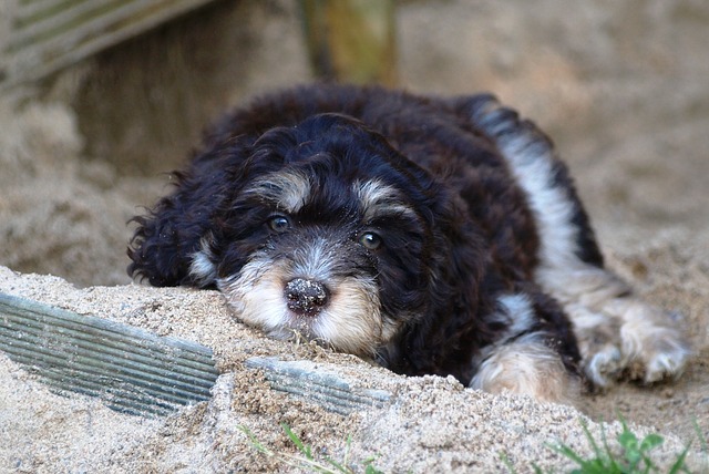 Aussiedoodle temperament