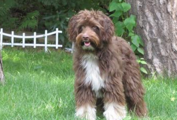 Aussiedoodle brown