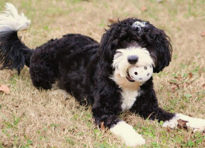 Aussiedoodle dog toy play