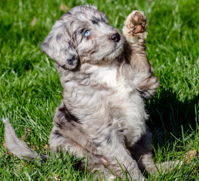 Aussiedoodle playing