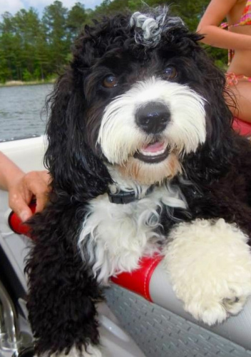 Black white aussiedoodle