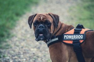 Boxer dog fierce