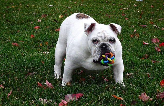 Bulldog with toy