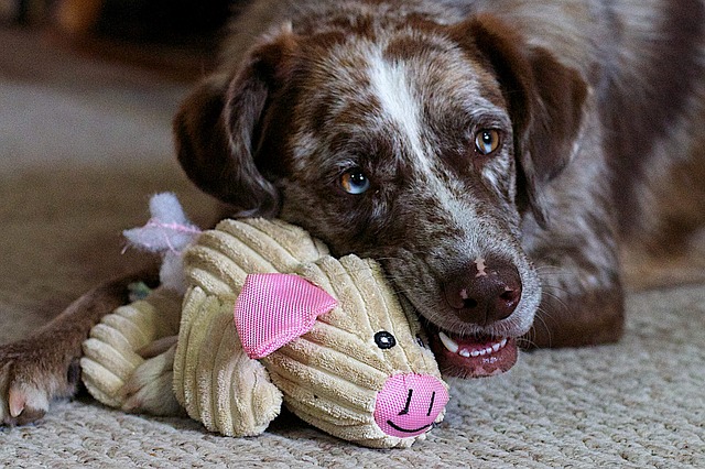 Dog with tough toy