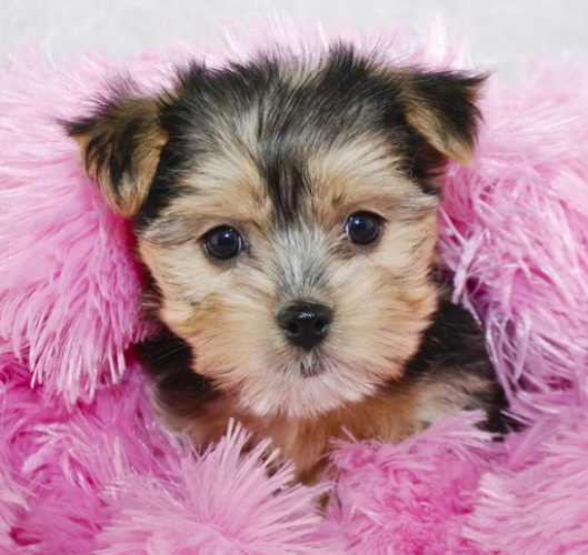 are morkies good family dogs