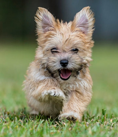 apricot morkie