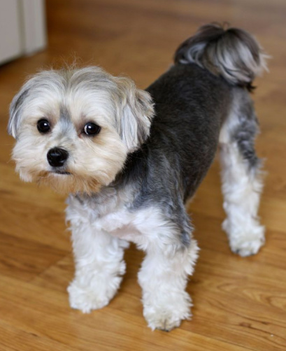 white morkie puppy