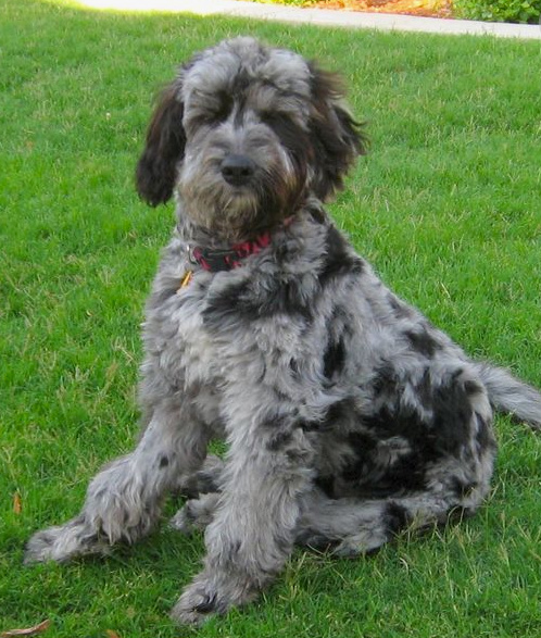 aussiedoodle grey train sit down