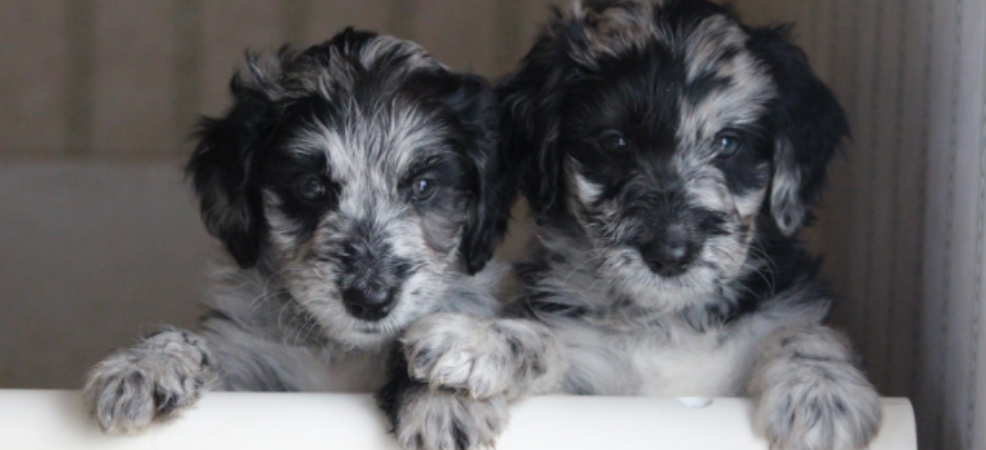 aussiedoodle puppies