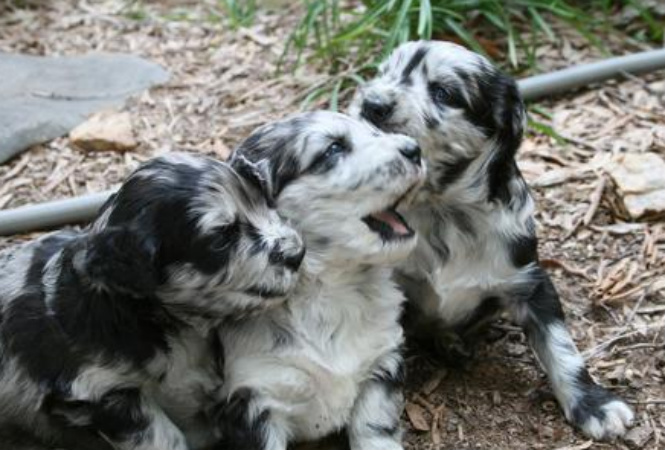 aussiedoodles young puppies