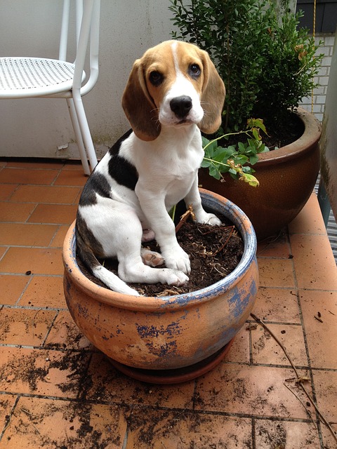 beagle sitting in a pot