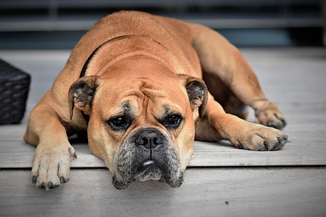 bulldog lying down