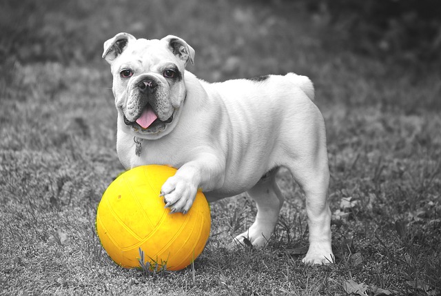 bulldog with ball toy