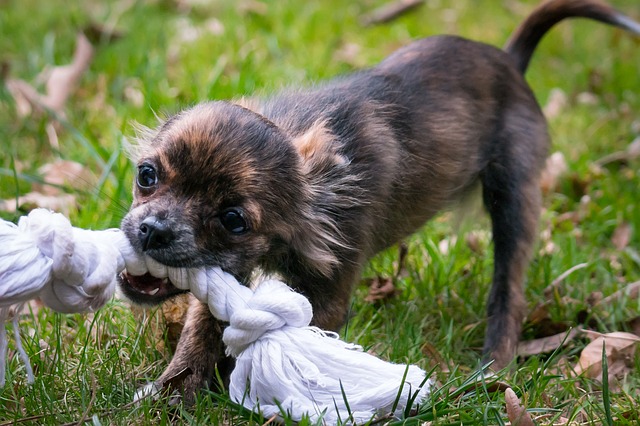 chihuahua chewing rope