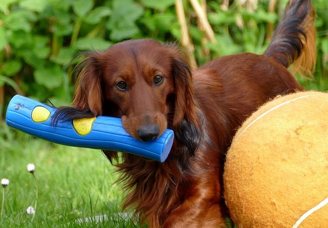 best durable dog toys