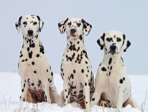 dalmatian trio toy