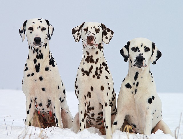 dalmatian trio toy