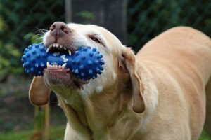 dog chewing toy