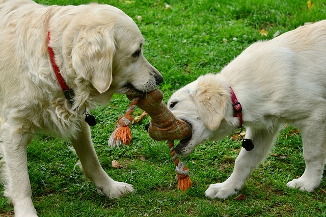 dogs bonding with toy